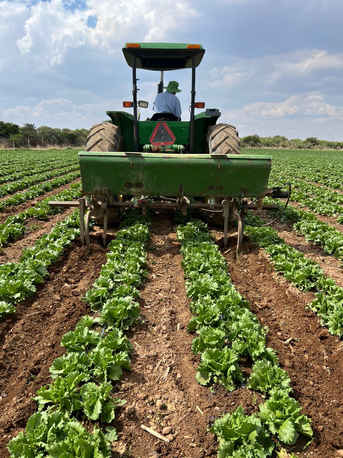Cultivo de lechuga verde - AGRISMART